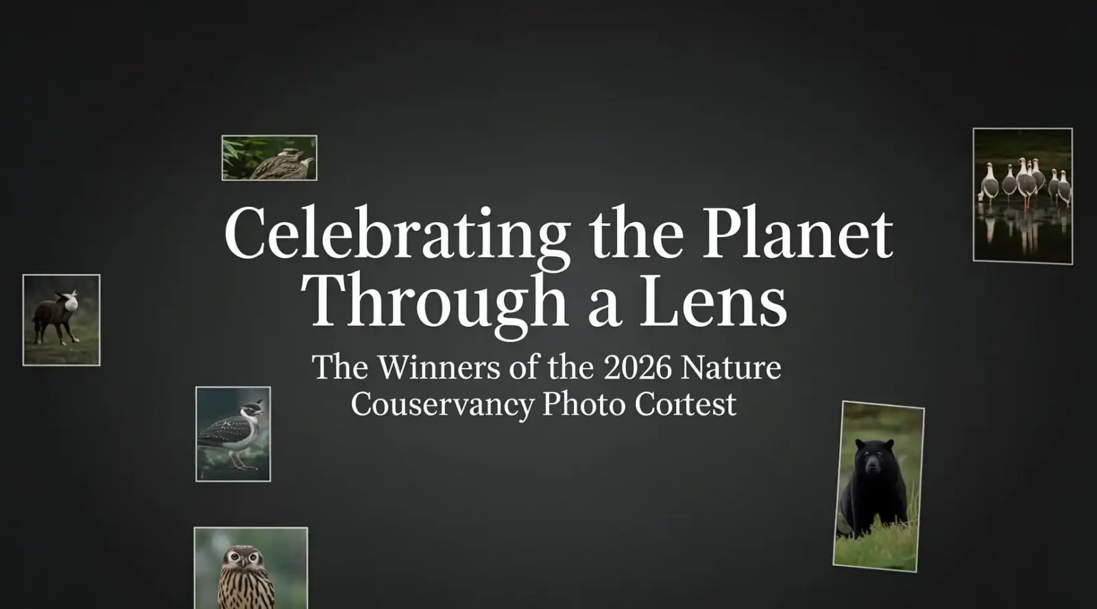 Celebrating the Planet Through a Lens The Winners of the 2026 Nature Conservancy Photo Contest